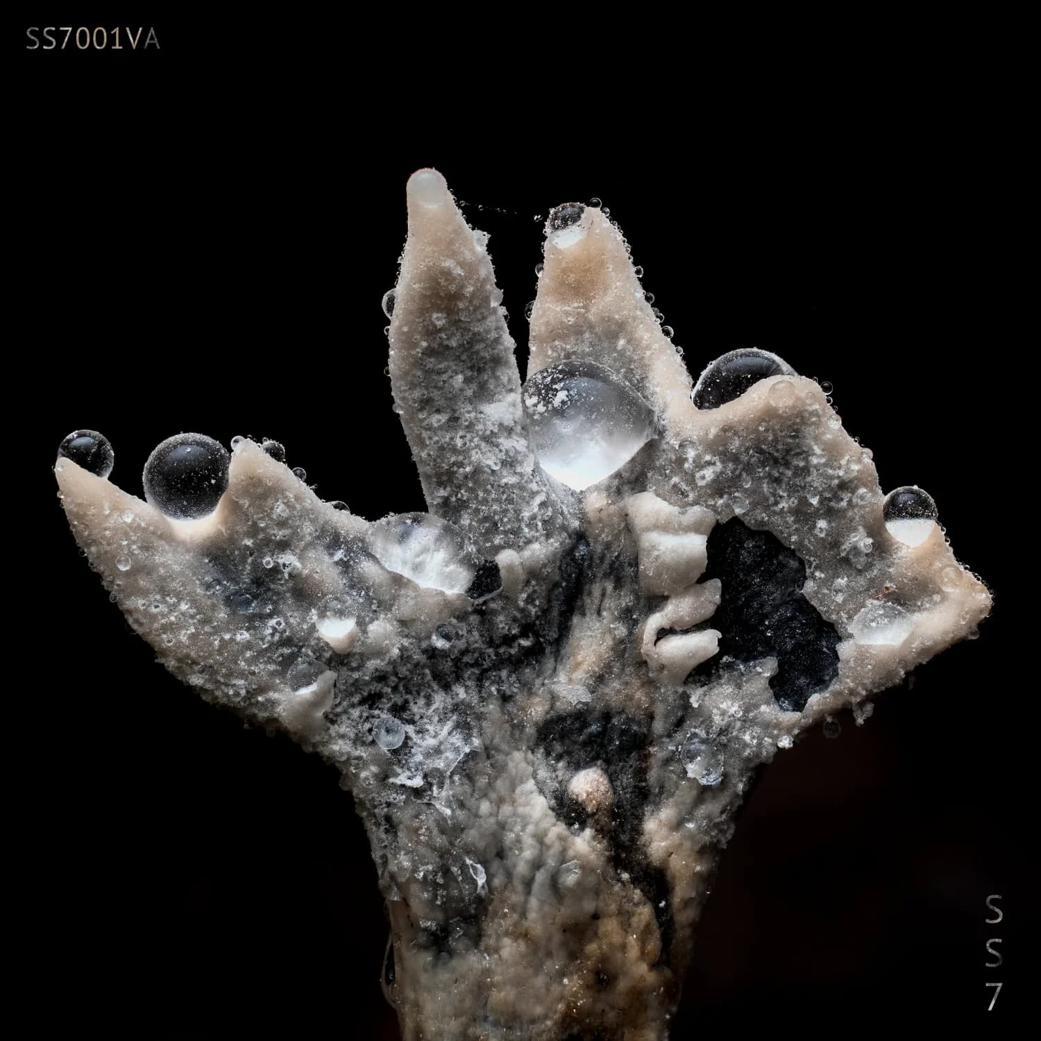 SS7.001VA cover artwork