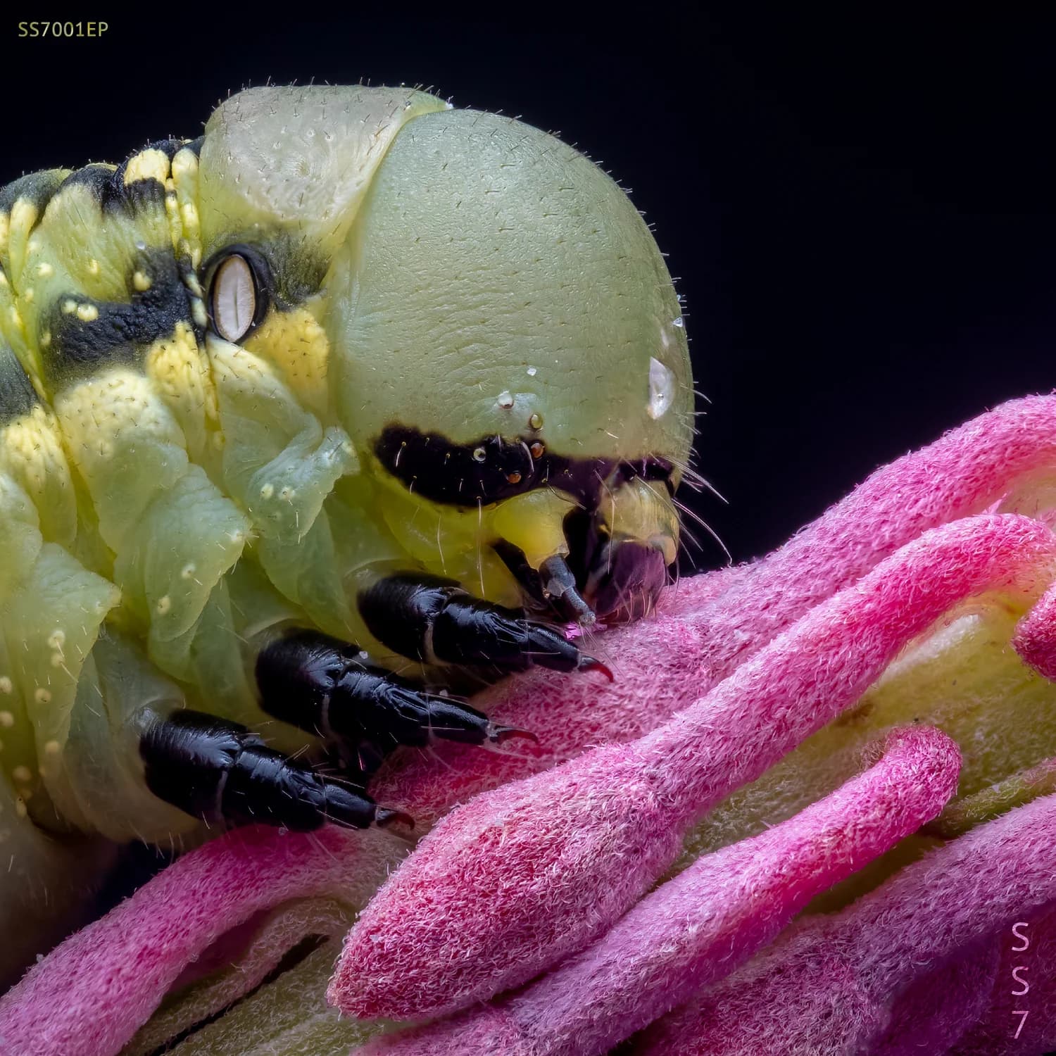 Gratification and Fantasy cover artwork