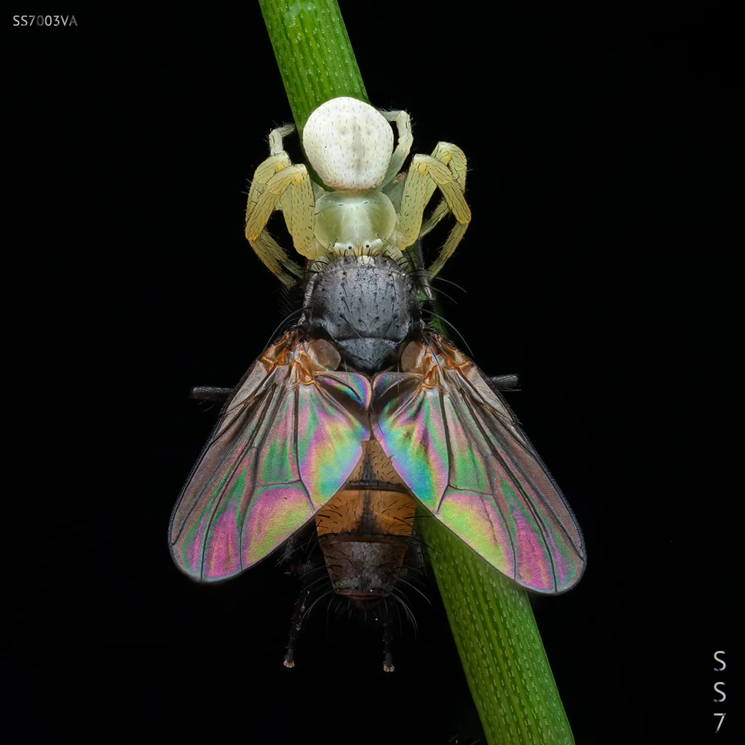 SS7.003VA cover artwork