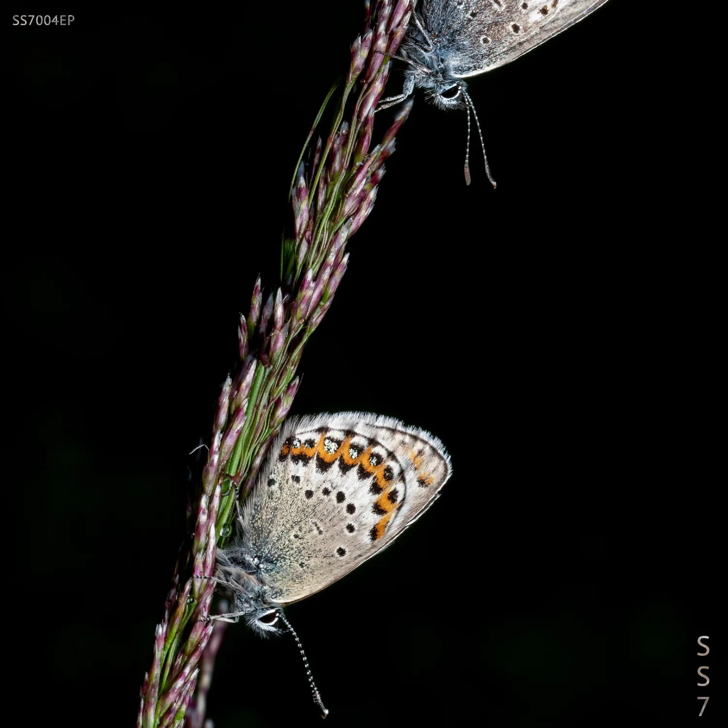 Self Destructive Mechanism cover artwork