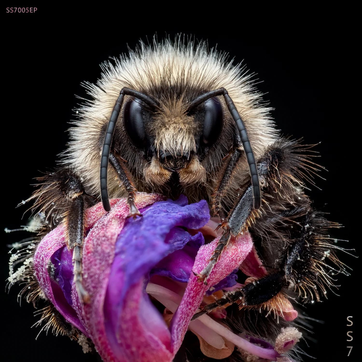 Ominis cover artwork