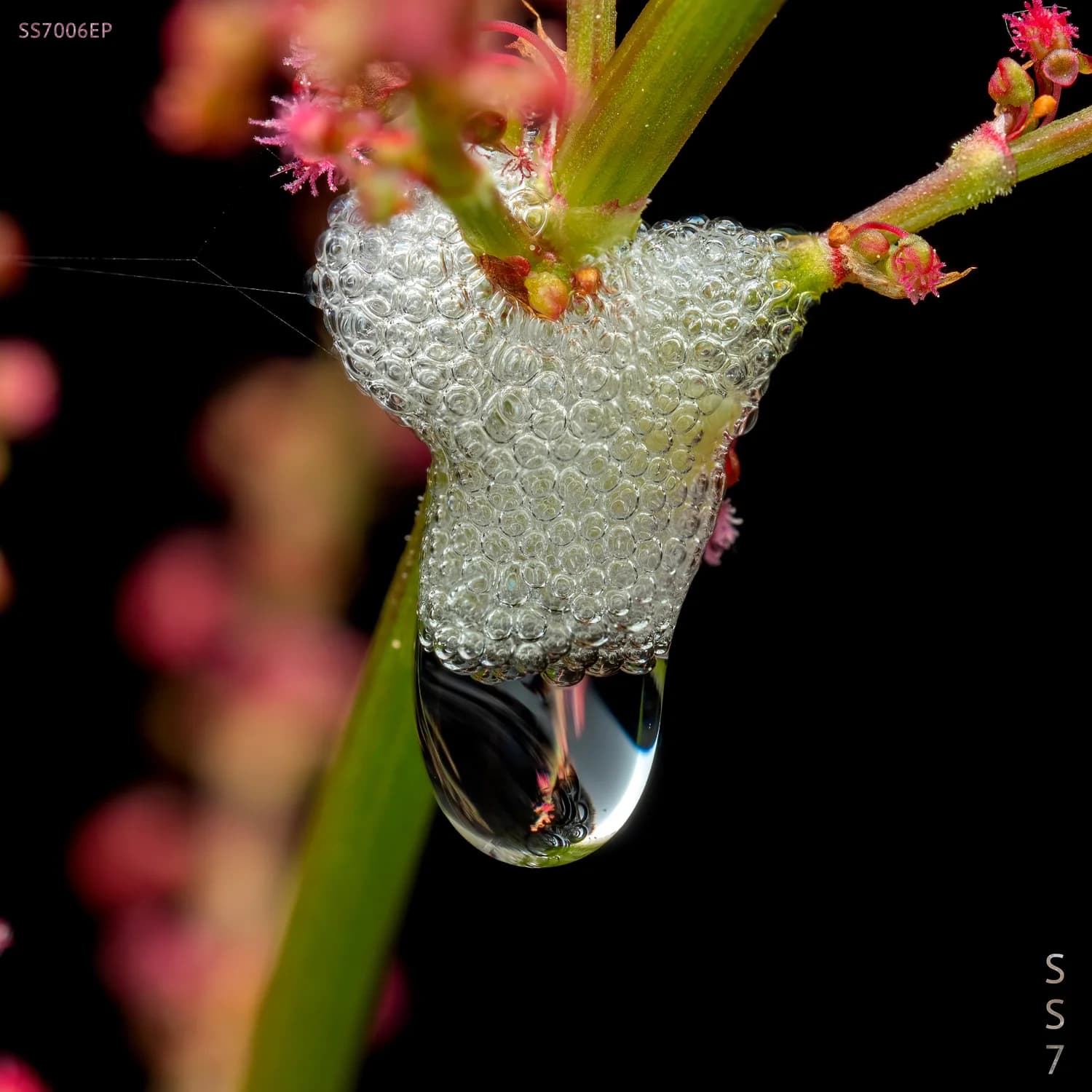 Nominal Serenity cover artwork