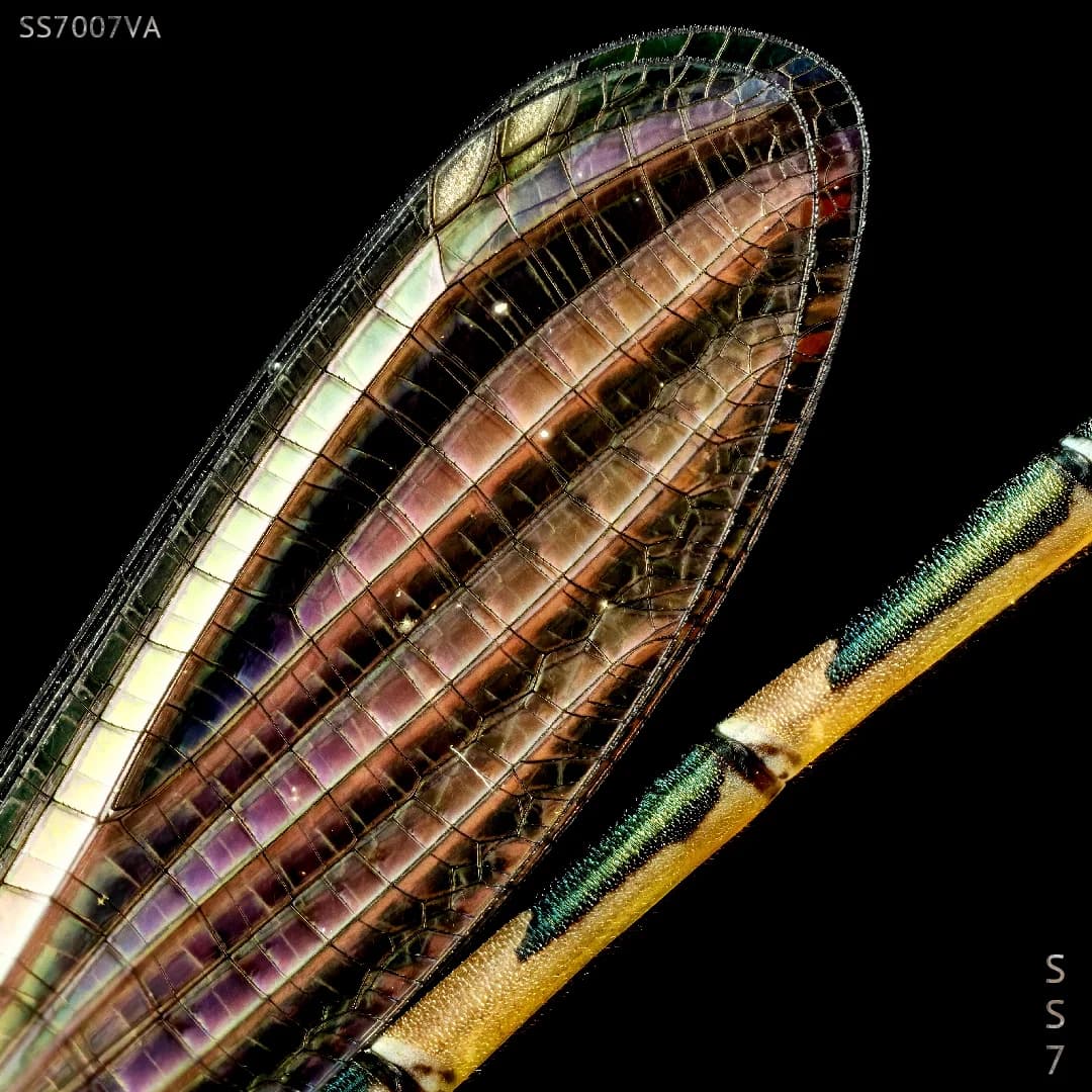 SS7.007VA cover artwork