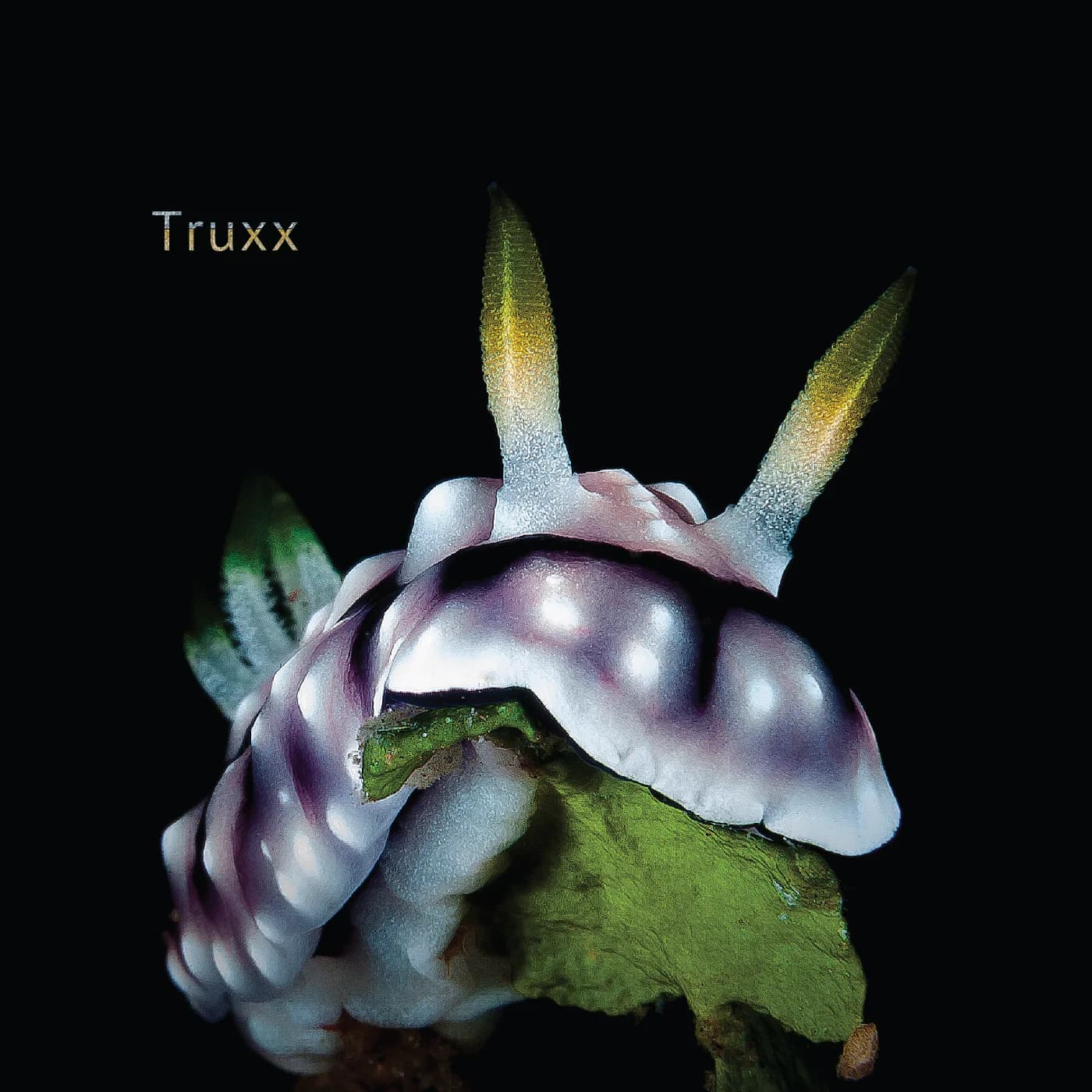 Euphoria & Illusions cover artwork