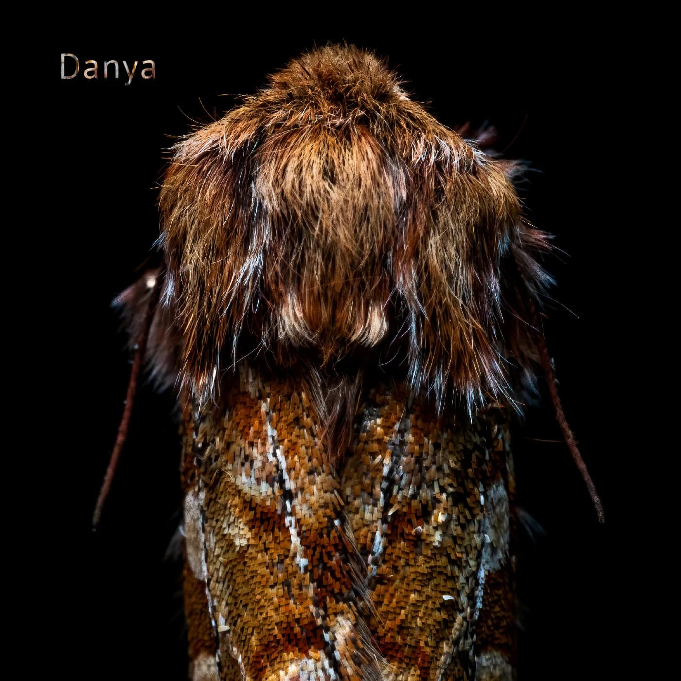 Sonata cover artwork