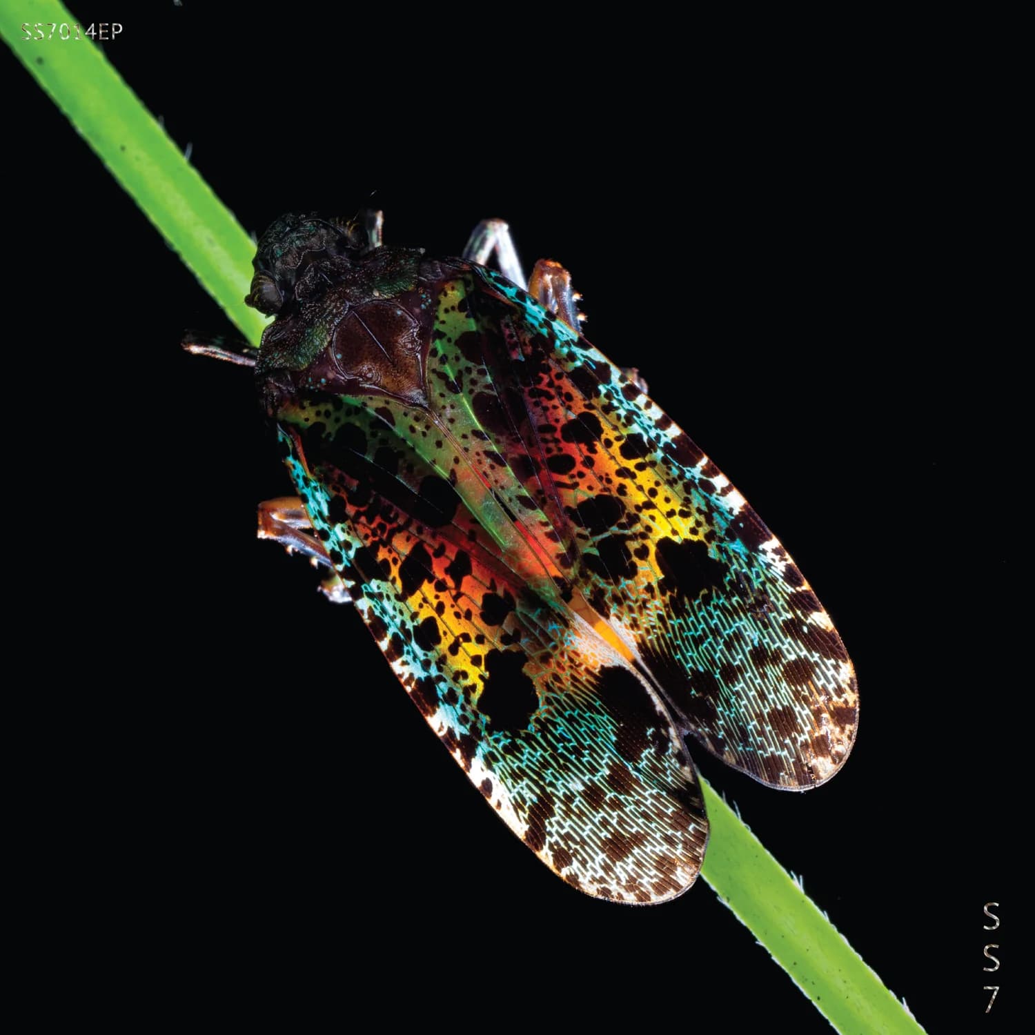 Atnias cover artwork