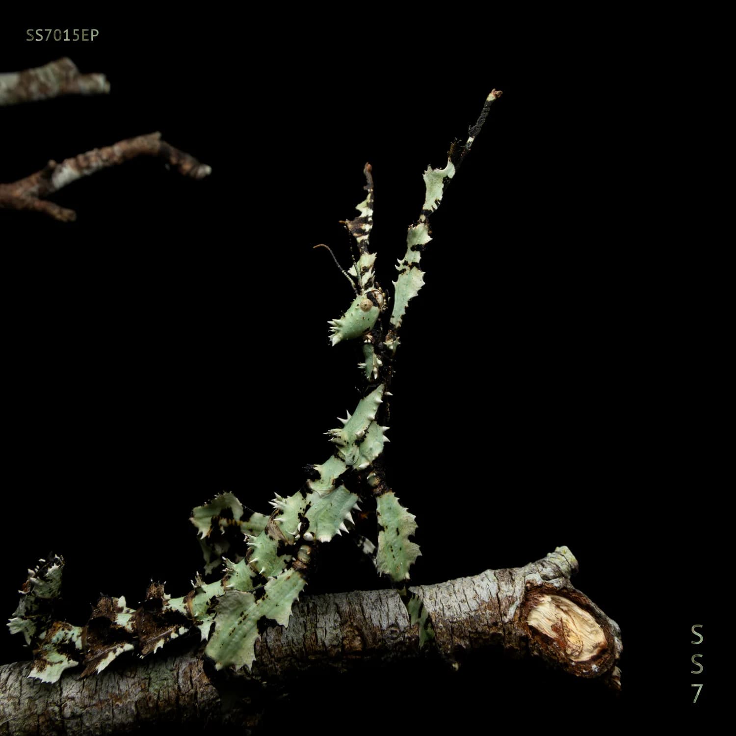 Photonic Eclipse cover artwork