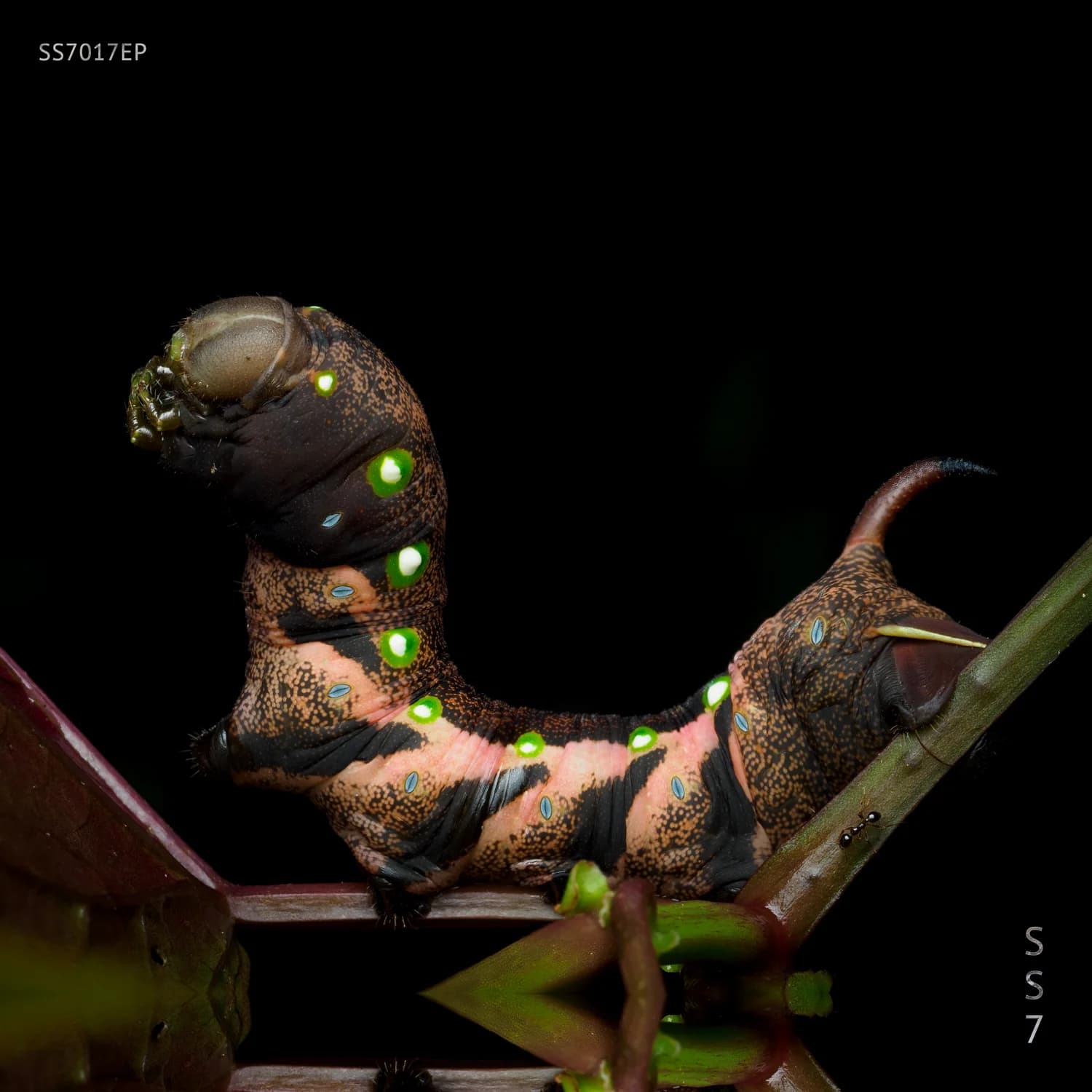 Incantations cover artwork