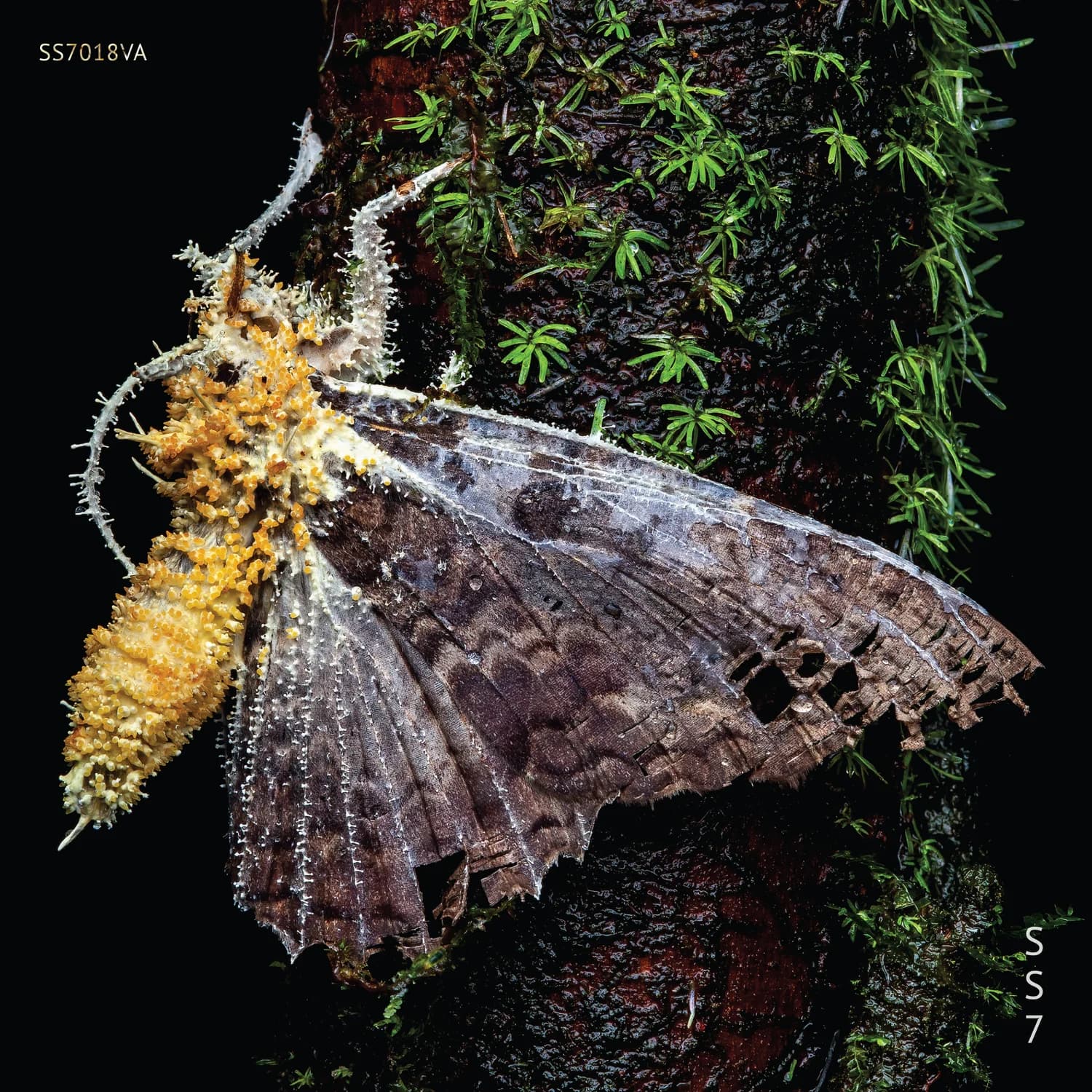 SS7.018VA cover artwork